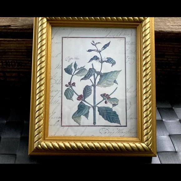 Vintage Custom Framed Botanical Illustration Print Coffee Tree - Picture 8 of 11